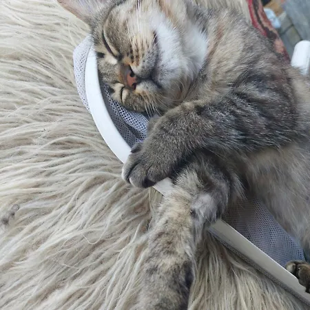 Equus & Cella Koropi