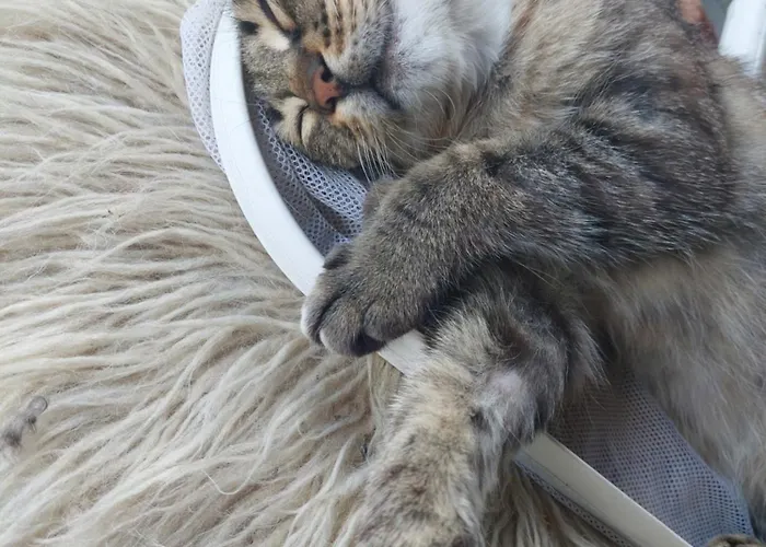 Equus & Cella Koropi